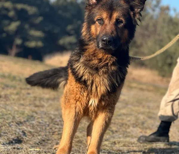 Pies do adopcji, Pieczyska, 18 lutego 2024 (1/5)