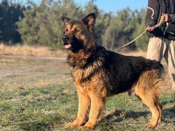 Pies do adopcji, Pieczyska, 18 lutego 2024 (2/5)