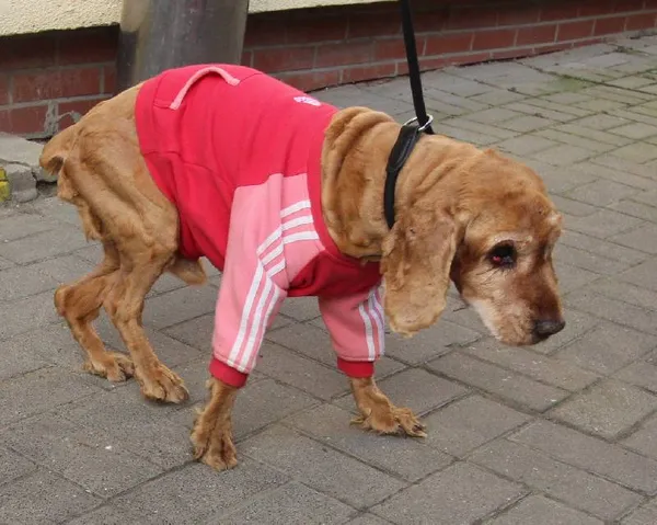 Znaleziono psa, Łódź, 18 lutego 2024 (2/5)