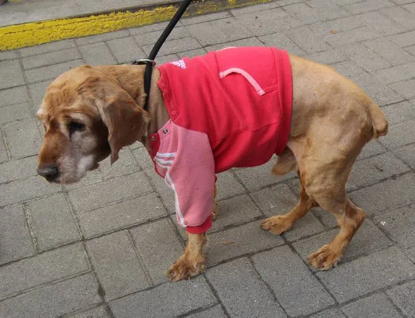 Znaleziono psa, Łódź, 18 lutego 2024 (4/5)