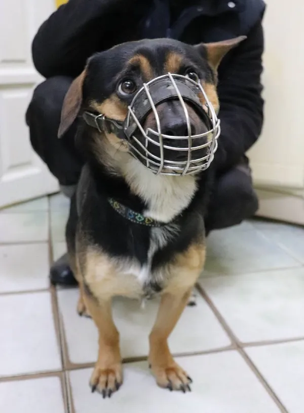 Znaleziono psa, Łódź, 16 lutego 2024 (1/2)