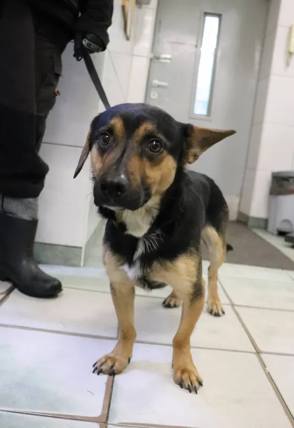 Znaleziono psa, Łódź, 16 lutego 2024 (2/2)