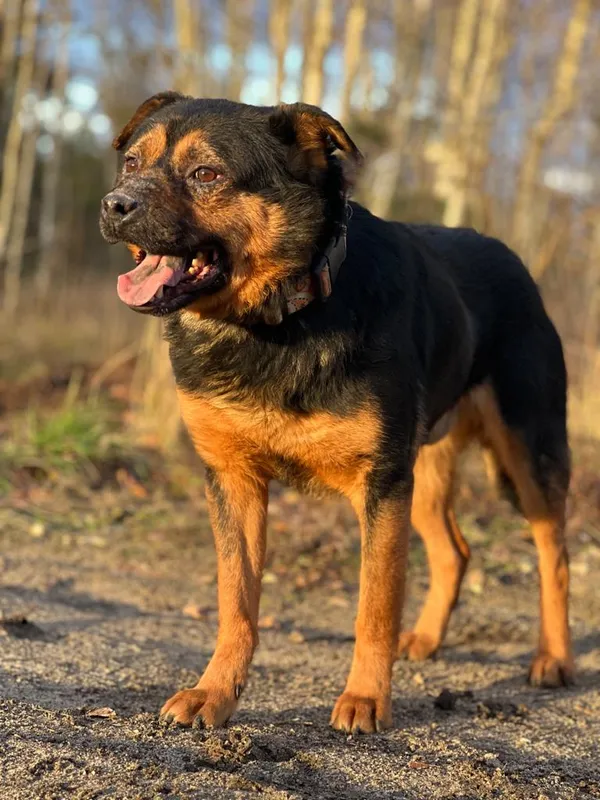 Pies do adopcji, Pieczyska, 18 lutego 2024 (2/5)