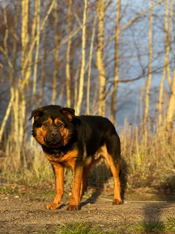 Pies do adopcji, Pieczyska, 18 lutego 2024 (4/5)