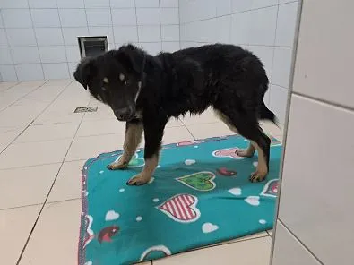 Znaleziono psa, Oborniki, 7 lutego 2024 (1/3)