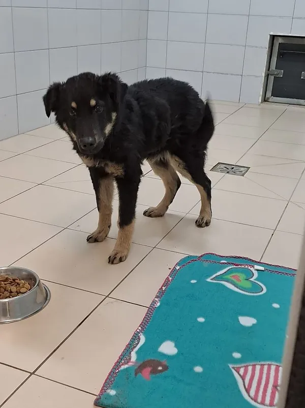 Znaleziono psa, Oborniki, 7 lutego 2024 (3/3)