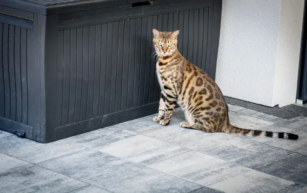 Zaginął kot, Chwaszczyno, 19 lutego 2024 (2/3)