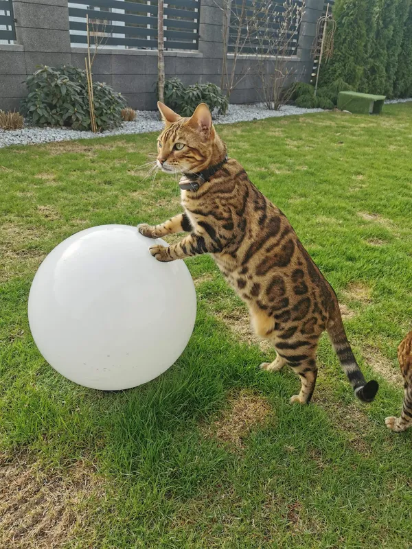 Zaginął kot, Chwaszczyno, 19 lutego 2024 (3/3)