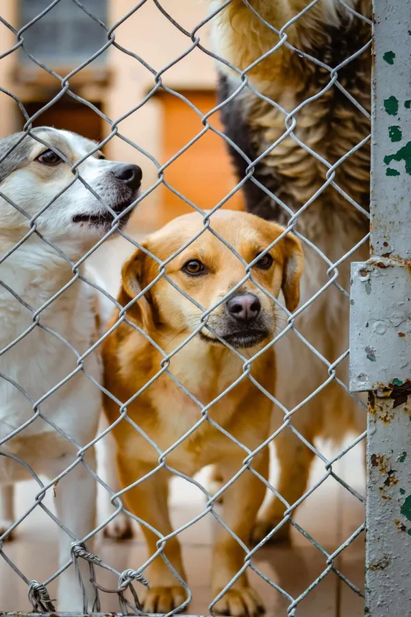 Pies do adopcji, Radom, 18 lutego 2024 (2/5)