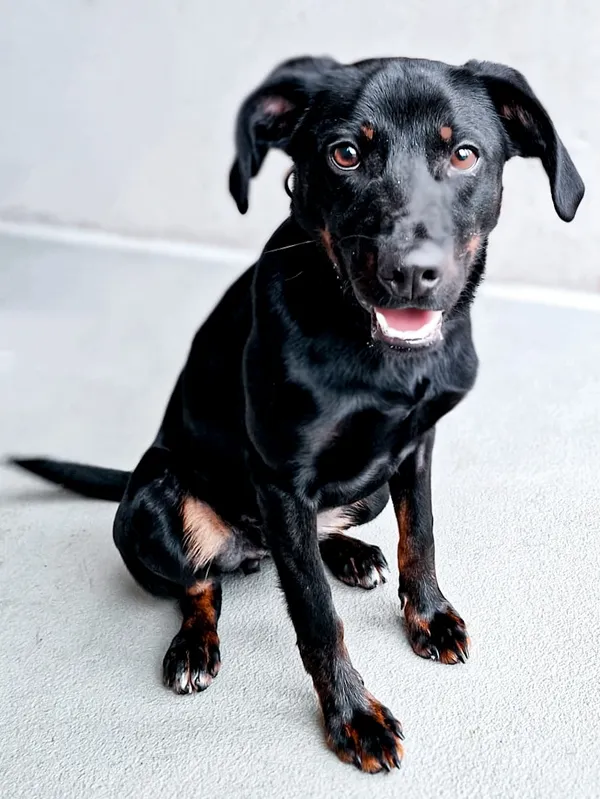 Znaleziono psa, Szczecin, 18 lutego 2024 (1/3)