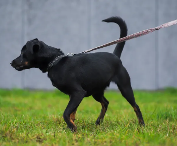Znaleziono psa, Szczecin, 18 lutego 2024 (2/3)