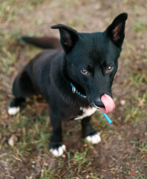 Pies do adopcji, Szczecin, 19 lutego 2024 (1/2)