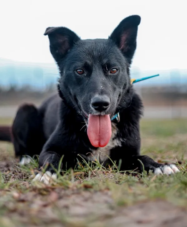 Pies do adopcji, Szczecin, 19 lutego 2024 (2/2)