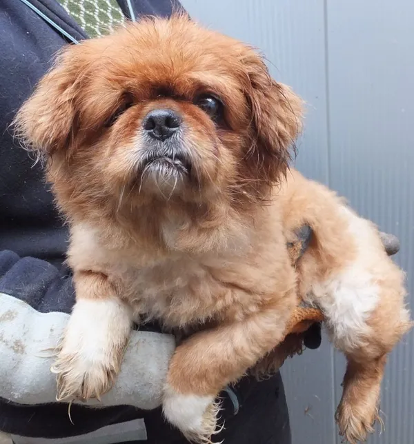 Znaleziono psa, Nowa Krępa, 15 lutego 2024