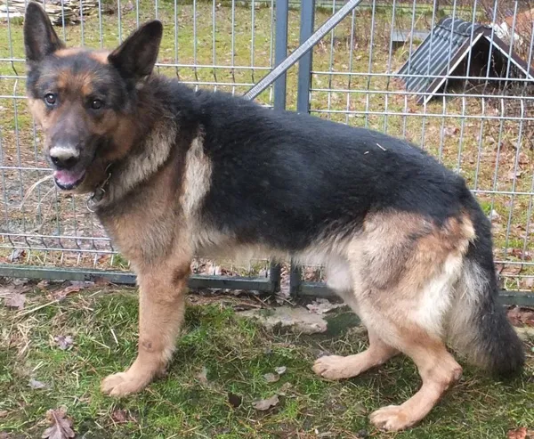 Znaleziono psa, Nowa Krępa, 13 lutego 2024