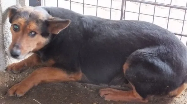 Znaleziono psa, Nowa Krępa, 15 lutego 2024