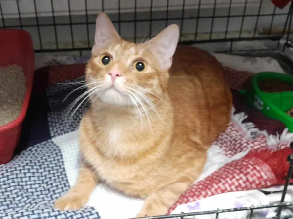 Znaleziono kota, Sosnowiec, 18 lutego 2024