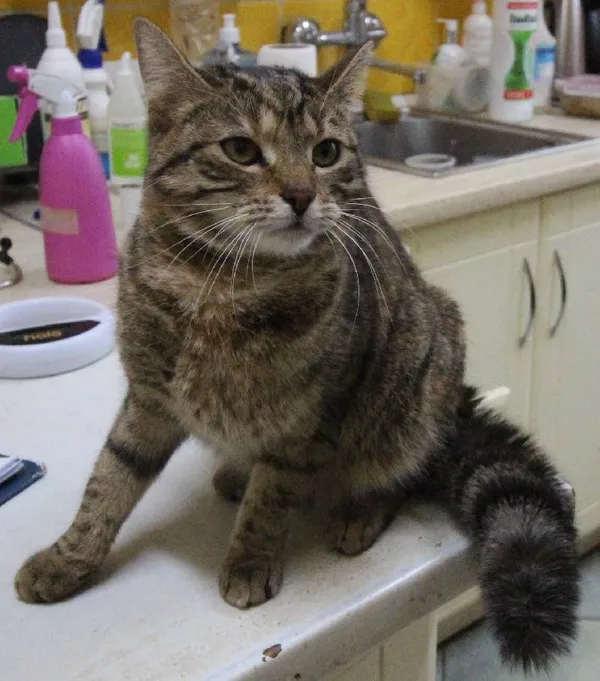 Znaleziono kota, Łódź, 18 lutego 2024 (1/5)