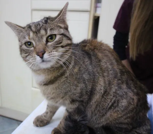 Znaleziono kota, Łódź, 18 lutego 2024 (3/5)