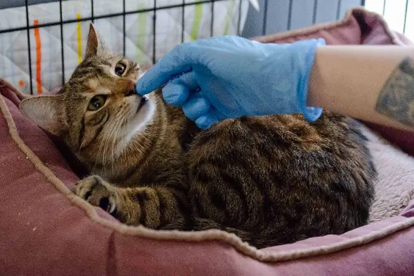 Znaleziono kota, Łódź, 18 lutego 2024 (5/5)