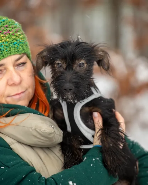 Pies do adopcji, Piła, 31 grudnia 2023 (1/4)