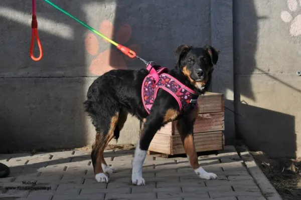 Pies do adopcji, Nowy Dwór Mazowiecki, 19 lutego 2024 (2/4)