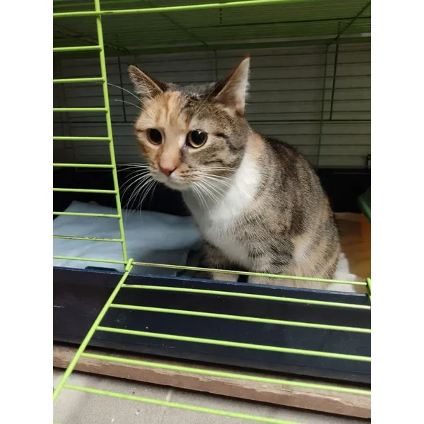 Znaleziono kota, Białystok, 18 lutego 2024 (1/2)