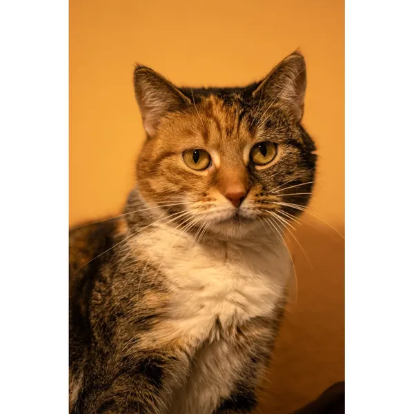 Znaleziono kota, Białystok, 18 lutego 2024 (2/2)