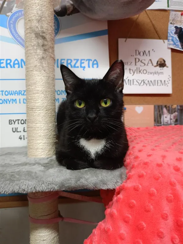 Kot do adopcji, Bytom, 19 lutego 2024 (1/2)