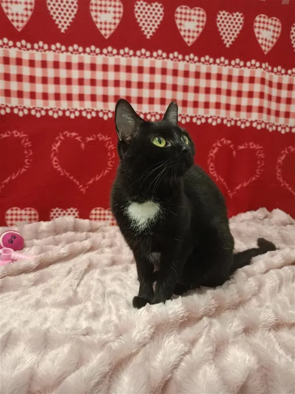 Kot do adopcji, Bytom, 19 lutego 2024 (2/2)