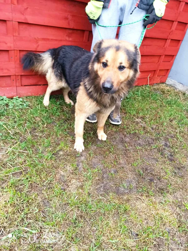 Znaleziono psa, Czartki, 19 lutego 2024