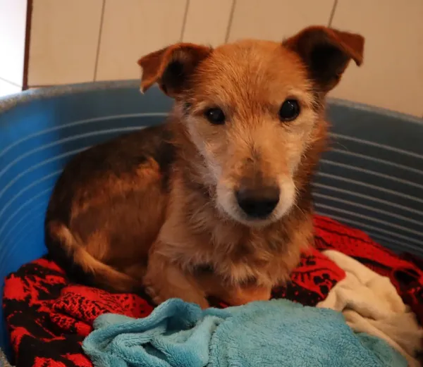 Pies do adopcji, Częstochowa, 24 listopada 2023 (2/2)