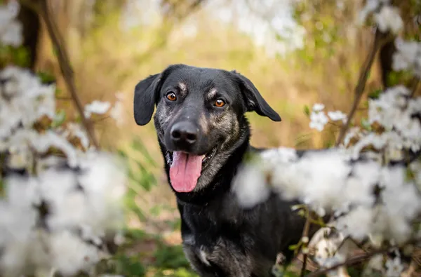 Oddam psa, Skierniewice, 20 lutego 2024 (1/6)