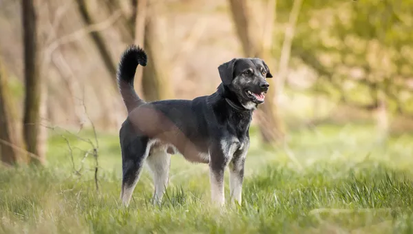 Oddam psa, Skierniewice, 20 lutego 2024 (2/6)