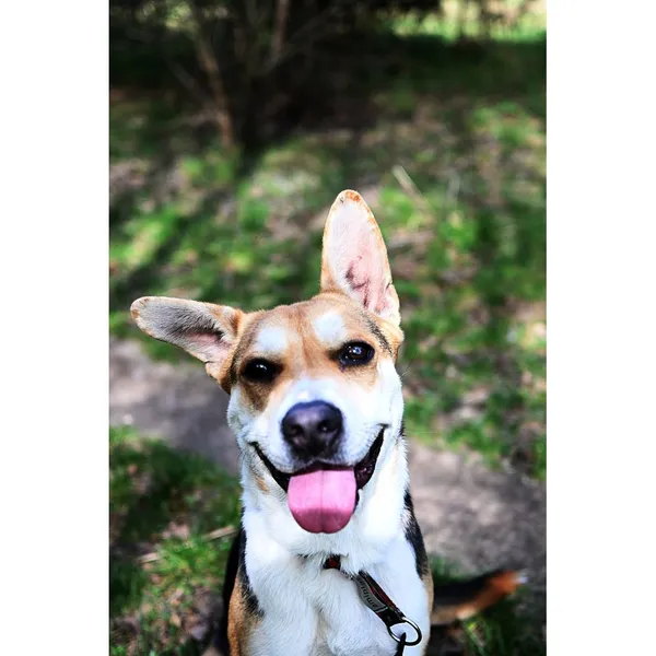 Znaleziono psa, Białystok, 5 lutego 2024 (1/4)