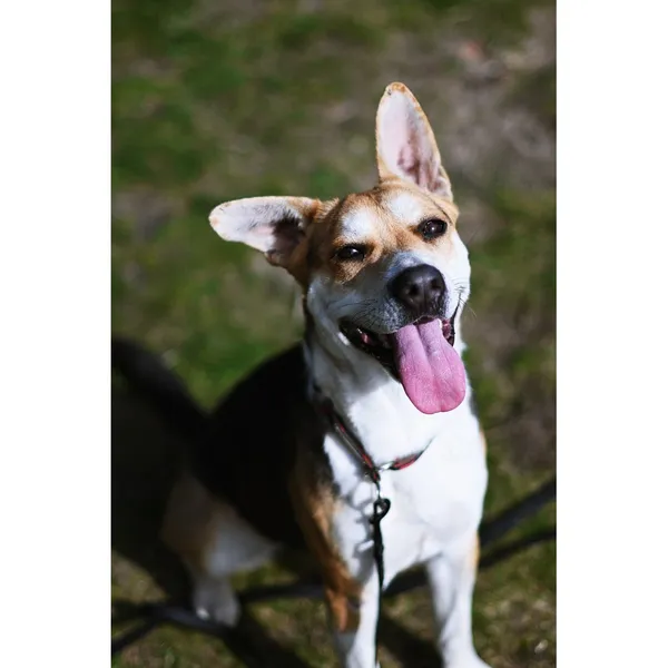 Znaleziono psa, Białystok, 5 lutego 2024 (3/4)