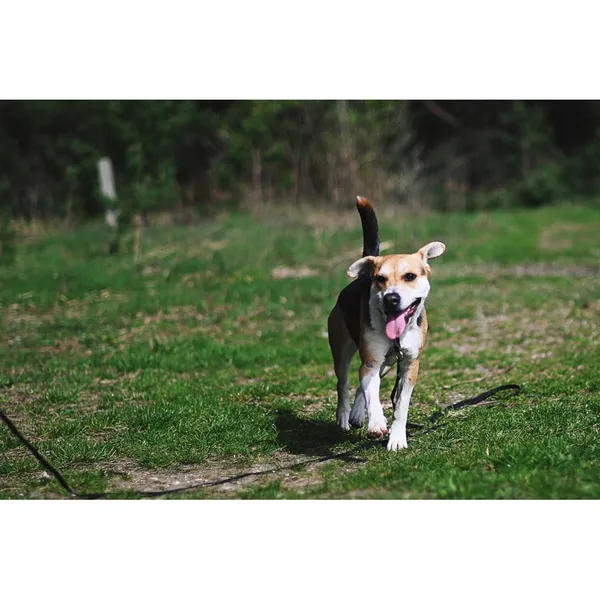 Znaleziono psa, Białystok, 5 lutego 2024 (4/4)