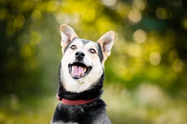 Oddam psa, Płock, 20 lutego 2024 (1/5)