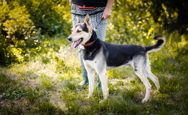 Oddam psa, Płock, 20 lutego 2024 (2/5)