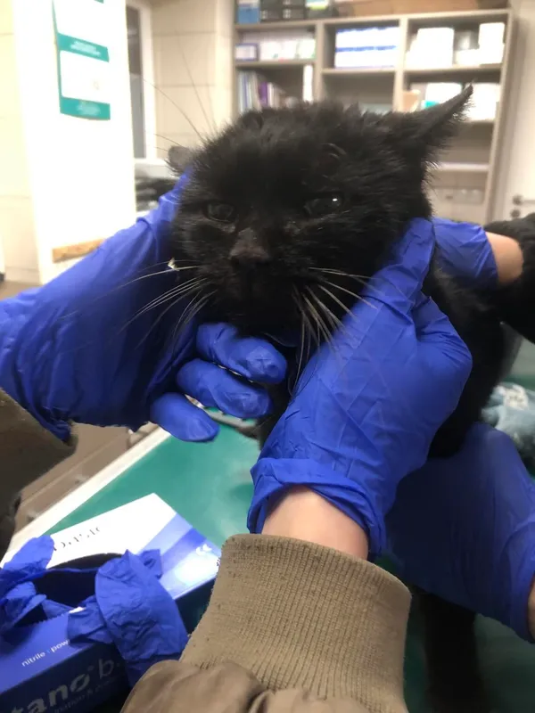 Kot do adopcji, Zielona Góra, 20 lutego 2024