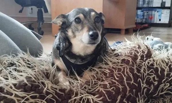 Znaleziono psa, Toruń, 18 lutego 2024