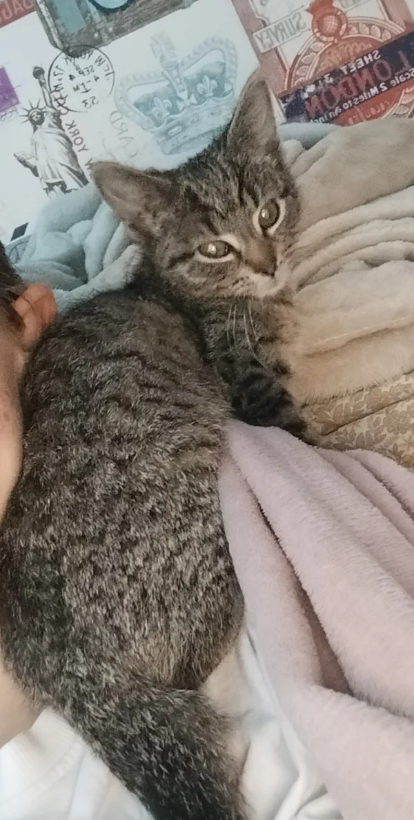 Zaginął kot, Rożek Krzymowski, 20 lutego 2024 (1/2)