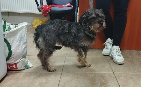 Znaleziono psa, Toruń, 13 lutego 2024