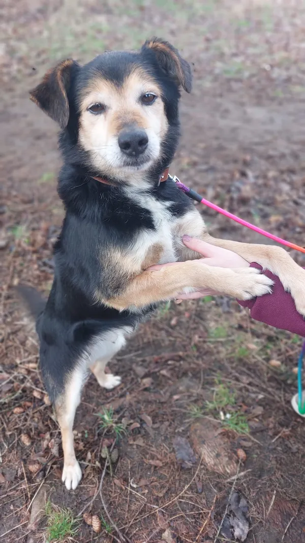 Pies do adopcji, Jelenia Góra, 31 stycznia 2024 (1/3)