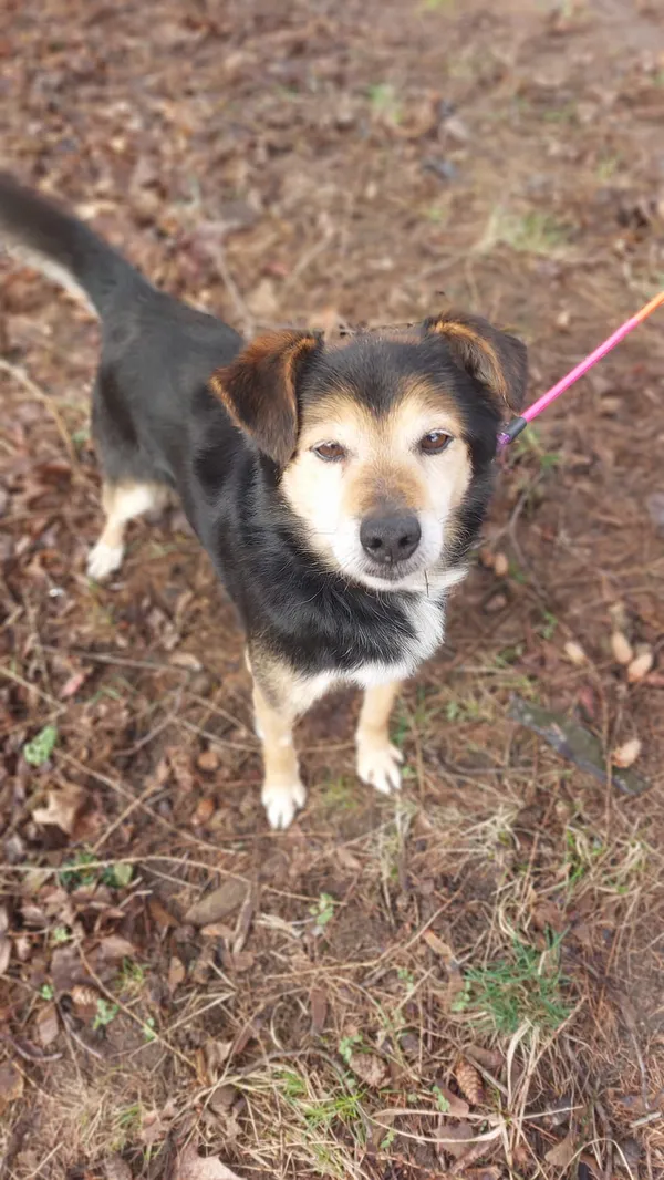 Pies do adopcji, Jelenia Góra, 31 stycznia 2024 (2/3)