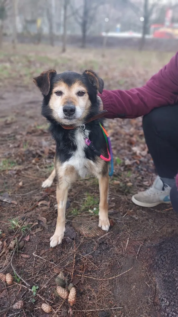 Pies do adopcji, Jelenia Góra, 31 stycznia 2024 (3/3)