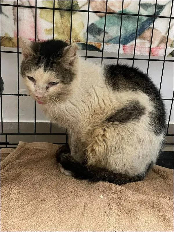 Znaleziono kota, Grudziądz, 20 lutego 2024