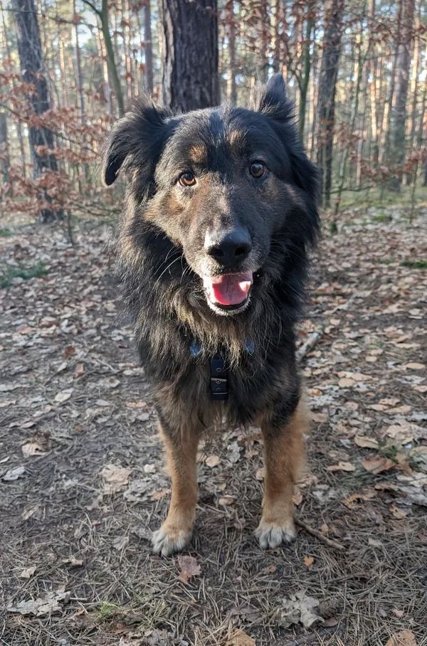 Pies do adopcji, Zielona Góra, 20 lutego 2024 (2/5)