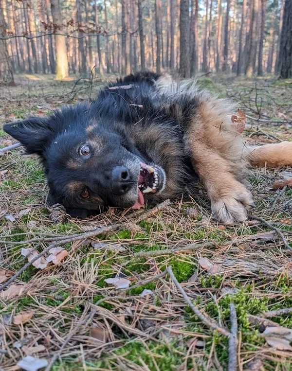 Pies do adopcji, Zielona Góra, 20 lutego 2024 (3/5)