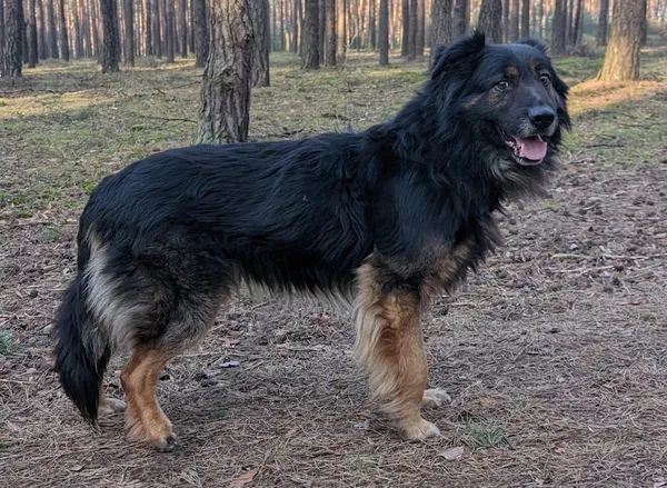 Pies do adopcji, Zielona Góra, 20 lutego 2024 (5/5)